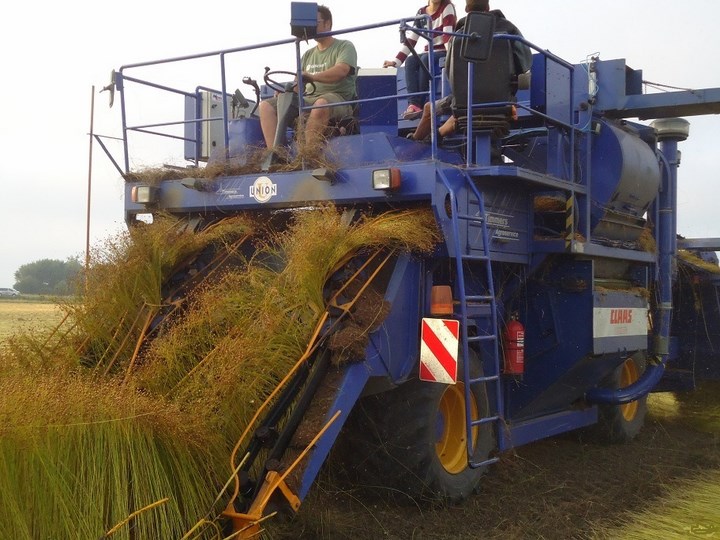 Vlasoogst Zeeland vlas trekken Agrifoto