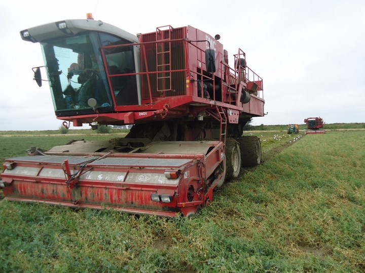 Oogst erwten erwtendorser Zeeland Agrifoto